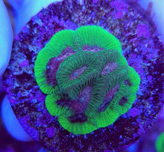 Platygyra spp. (Premium) (frag)