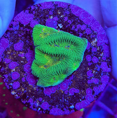 Platygyra spp. (Premium) (frag)