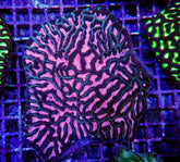 Platygyra spp. (Ultra)