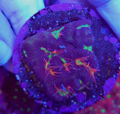 Platygyra spp. (Ultra) (frag)