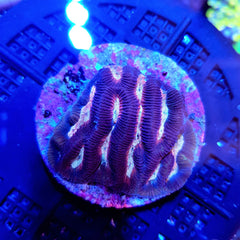 Platygyra spp. (Ultra) (frag)