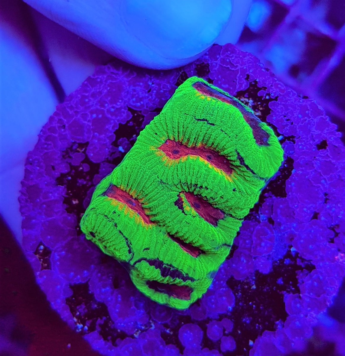 Platygyra spp. (Ultra) (frag)