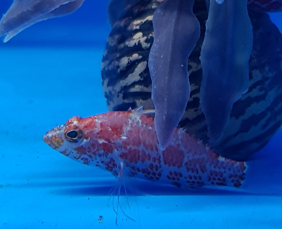 Plectranthias inermis