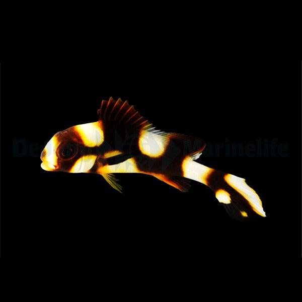Plectorhinchus vittatus