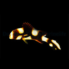 Plectorhinchus vittatus