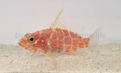 Plectranthias inermis