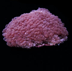 Plerogyra simplex