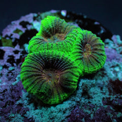 Plesiastrea spp. (Premium) (frag)