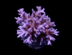 Pocillopora acuta
