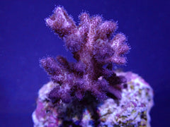 Pocillopora acuta (Pink-Purple) (frag)