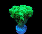 Pocillopora damicornis (Yellow-Green) (frag)
