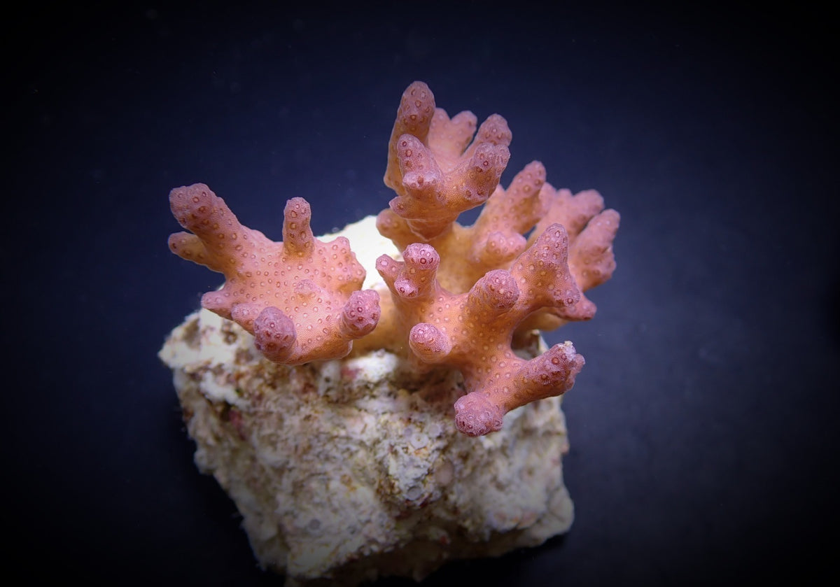Pocillopora damicornis (Pink) (frag)