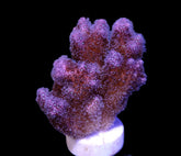 Pocillopora damicornis (Pink) (frag)