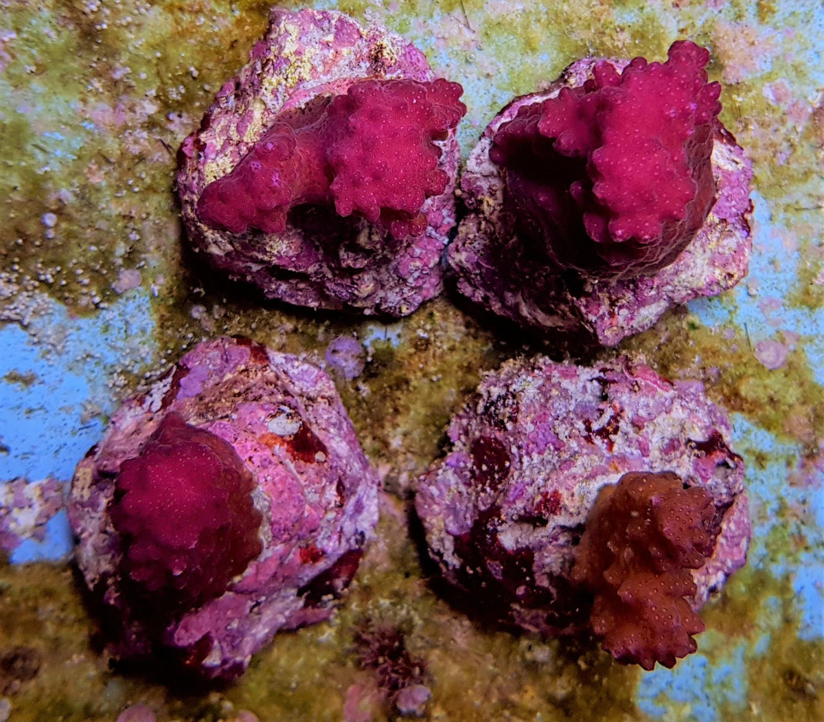 Pocillopora eydouxi (Pink)