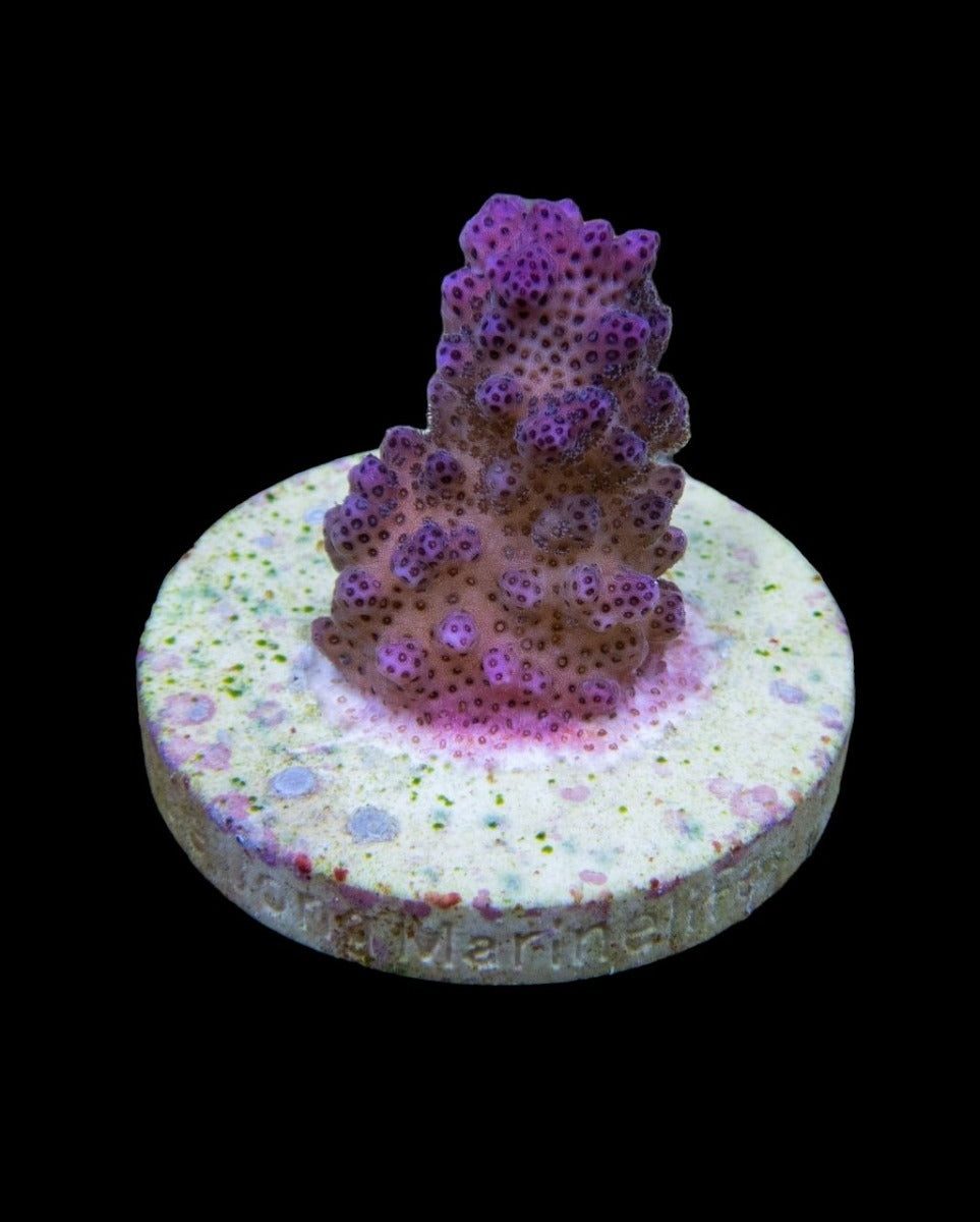 Pocillopora eydouxi (Pink) (frag)
