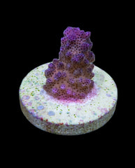 Pocillopora eydouxi (Pink) (frag)