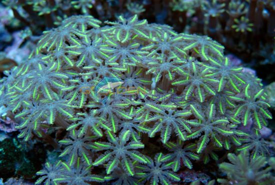 Clavularia spp. (Green)