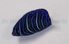 Pomacanthus annularis (Juvenile)