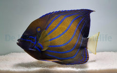 Pomacanthus annularis (Adult)