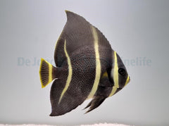 Pomacanthus arcuatus