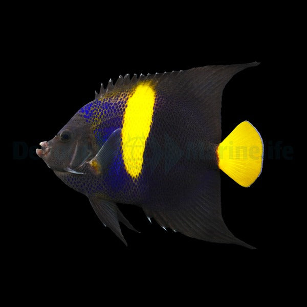 Pomacanthus asfur
