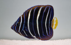 Pomacanthus chrysurus (Juvenile)