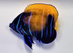 Pomacanthus navarchus (Juvenile/Adult)
