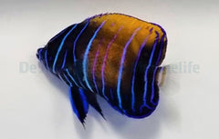 Pomacanthus navarchus (Juvenile/Adult)