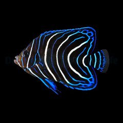 Pomacanthus semicirculatus
