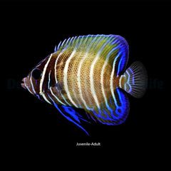 Pomacanthus sexstriatus