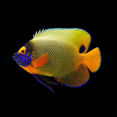 Pomacanthus xanthometopon (Adult)