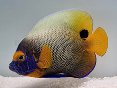 Pomacanthus xanthometopon (Adult)