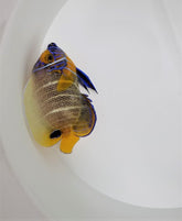 Pomacanthus xanthometopon (Juvenile/Adult)