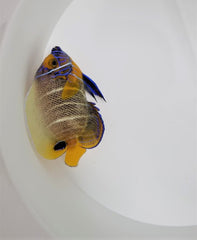 Pomacanthus xanthometopon (Juvenile/Adult)