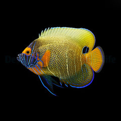 Pomacanthus xanthometopon (Juvenile/Adult)