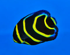 Pomacanthus zonipectus - T.B.