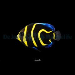 Pomacanthus zonipectus - T.B.