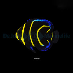 Pomacanthus zonipectus - T.B.