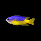 Pomacentrus auriventrus