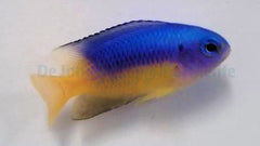 Pomacentrus auriventrus