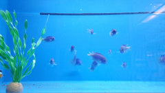 Pomacentrus pavo - T.B.