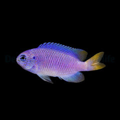Pomacentrus pavo - T.B.