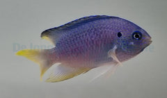 Pomacentrus pavo - T.B.