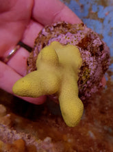 Porites cylindrica (Yellow-Green) (frag)