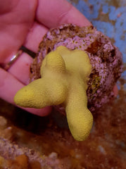 Porites cylindrica (Yellow-Green) (frag)