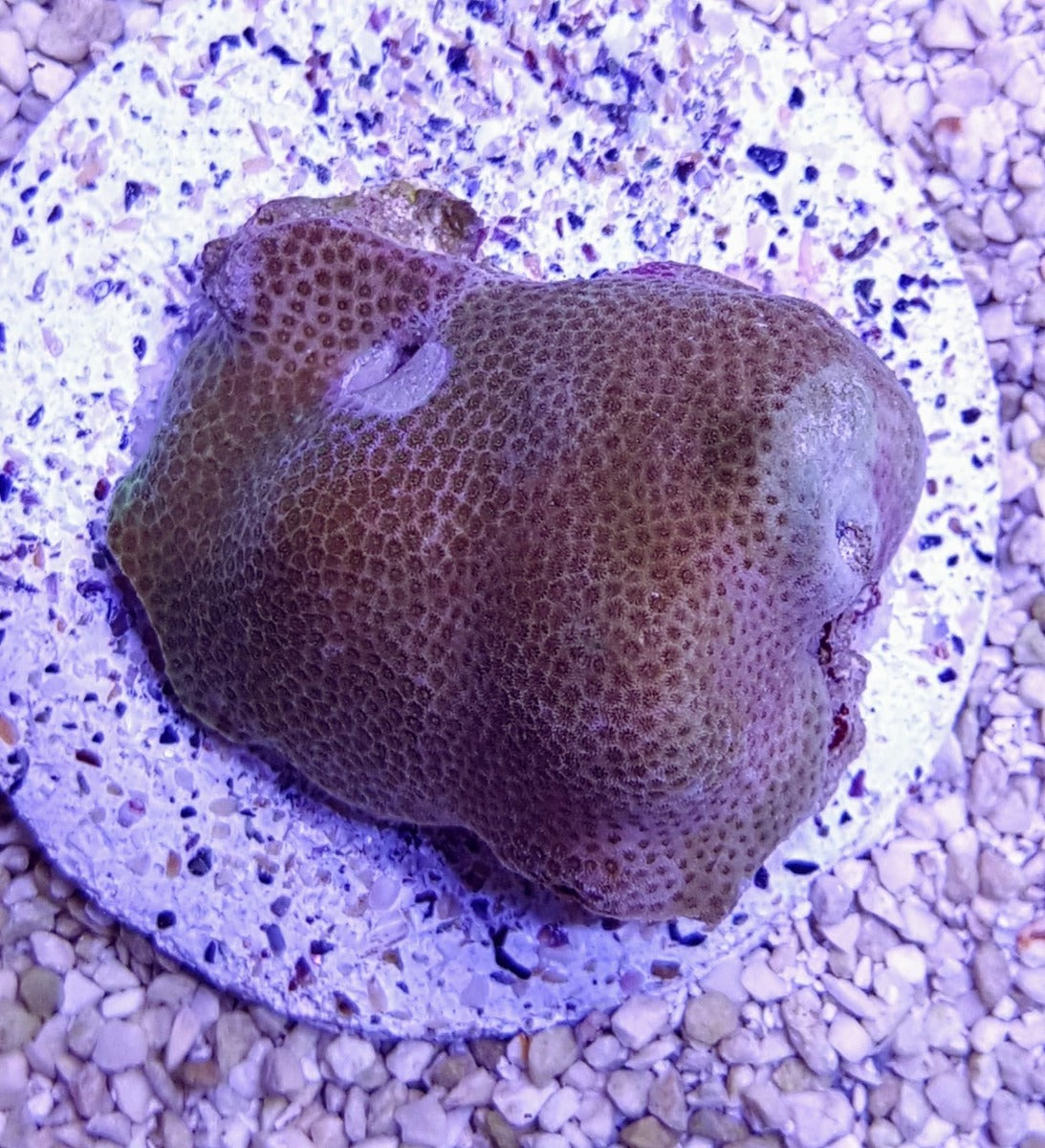 Porites spp. (Encrusting)