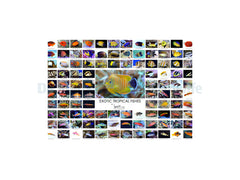 Poster Lemon Tyk - Fish