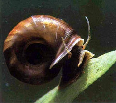 Planorbarius corneus Posthoornslak
