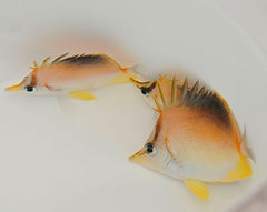 Prognathodes aculeatus