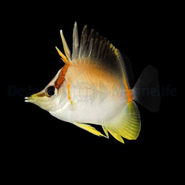 Prognathodes aculeatus